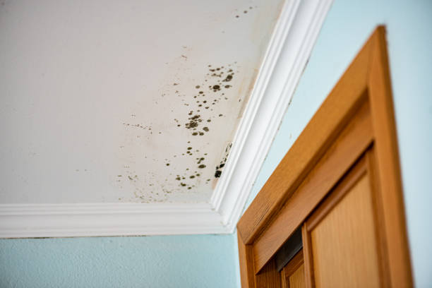 Best Black Mold Removal  in South Dennis, MA
