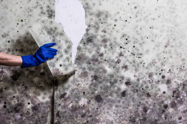 Best Crawl Space Mold Removal  in South Dennis, MA