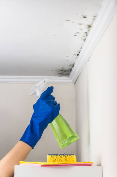 Best Mold Remediation  in South Dennis, MA