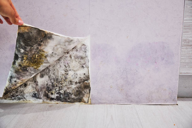 Best Mold Testing  in South Dennis, MA